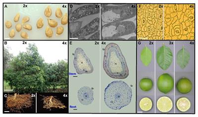 Synthetic Polyploidy in Grafted Crops